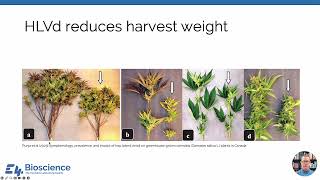 Hop Latent Viroid Mitigation in Cannabis [upl. by Anim]