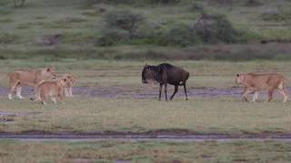 Lions hunt wildebeest who wont run away [upl. by Tedd158]