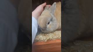 Meet Flopsy my rabbit [upl. by Ahseenal]