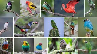 Different types of birds [upl. by Arlene]