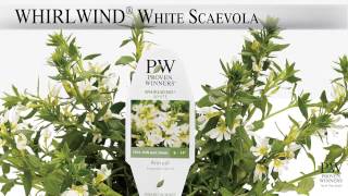 Proven Winners® Gardener Channel Proven Winners® Whirlwind® White Scaevola [upl. by Rehnberg]