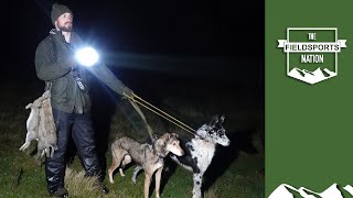 Lamping rabbits with lurchers – fast runs [upl. by Whiney]