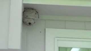 Giant wasp nest  how to remove giant paper wasp nest [upl. by Lan108]