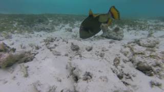 The giant triggerfish attack  Maldives [upl. by Antoinetta624]