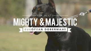 THE EUROPEAN DOBERMAN PINSCHER MIGHTY amp MAJESTIC [upl. by Ayotac]