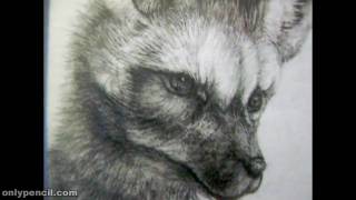 Original ACEO BatEared Fox Pencil Drawing For Sale [upl. by Pasho723]