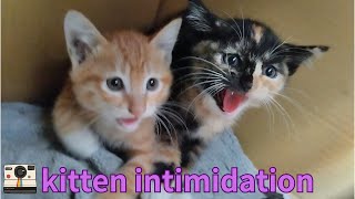 kitten intimidation [upl. by Hummel]