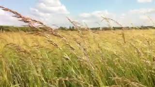 Wiese auf Tempelhofer Feld Freiheit in BerlinNeukölln ExFlughafen [upl. by Abraham]