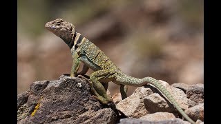 13 Collared Lizard Facts [upl. by Acino]