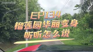 EP 134 榴莲园华丽变声 听听怎么说 Transformation of a Durian Orchard – Hear What They Say20241028 [upl. by Diamante]