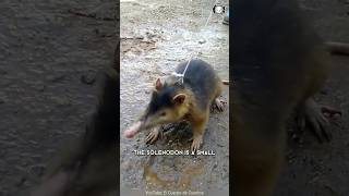 Solenodon 💥 Deadly Bite A Mammal with a Twist [upl. by Melania]