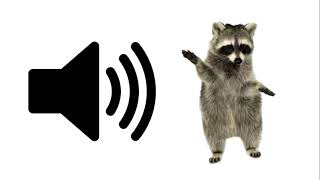 Baby Racoon  Sound Effect  ProSounds [upl. by Itirahc]