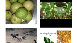 Health benefits of CitronNarthangaibitter orange  Arivom Arogyam [upl. by Couhp]