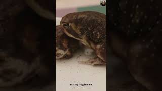 mating frog female  frog video [upl. by Lawry767]