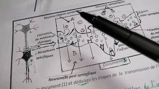 SVT 3AS Col correction de la série N°3 des exercices du reflexe médullaire [upl. by Adabel]