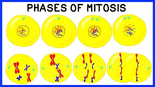 Phases of Mitosis and Cell Division [upl. by Spearman195]