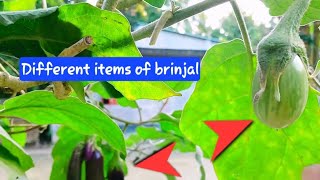 Four items of brinjal a tree [upl. by Zigrang610]