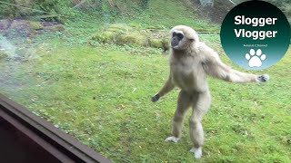 Funny Gibbons Intrigued By Puppy Guide Dog In Training [upl. by Malkah600]