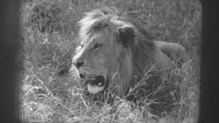 Tiere der Savanne 16 mm Film SW 60ger Jahre [upl. by Maunsell]