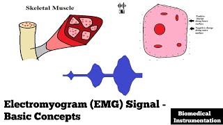 Electromyogram EMG Signal  Basic Concepts  Biomedical Instrumentation [upl. by Aisor521]