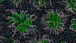 Micelle formation through molecular selfassembly [upl. by Irehs22]