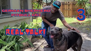 quotUnveiling the Energetic Fusion German Shepherd Pitbull Mixquot [upl. by Sparkie]