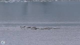 Gentoo Penguins swimming and feeding in the ocean in Antarctica [upl. by Wilfreda]