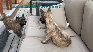 A Typical Day with 2 Cairn Terriers [upl. by Subocaj]