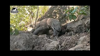 How Komodo dragons survive [upl. by Mayap52]