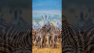 Zebras Stripes in the Savannah [upl. by Meekar]