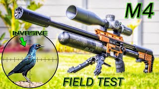 FX IMPACT M4 FIELD TEST  26gr Slugs  Pigeon amp Starling Airgun Pest Control  Real World Review [upl. by Hickey902]