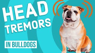 Idiopathic Head Tremors in Bulldogs [upl. by Papke336]