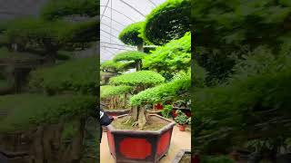 大型精品白蜡盆景呈现Large scale boutique fraxinus chinensis bonsai presentation [upl. by Angi]