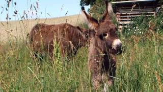 Eseltrekking in der Uckermark [upl. by Flan]