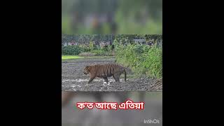 Nagaon Assam flood in tiger 🐅 [upl. by Maighdlin]