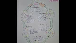 Mitosis Explained Visual summary celldivision diagrammitosis [upl. by Aubin679]