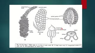 PINUS REPRODUCTION MALE CONE [upl. by Moreen]