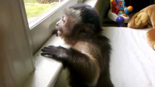 Jorge the Capuchin Monkey Loves His Uncle Mickey 41812 [upl. by Jereld]