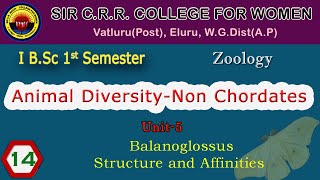 14 BSc 11  Animal Diversity  Unit 5  Balanoglossus  Structure and Affinities [upl. by Raimondo]