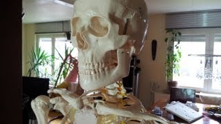 Vorstellung eines menschlichen Skeletts als Anatomie Lehrmodell für 7795 Euro auf Ebay [upl. by Nnylyrehc]