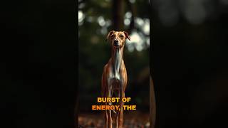 Meet the Whippet fastdog racingdog [upl. by Madanhoj]