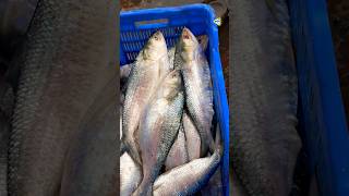 Tanja hilsa  Catching fish for sale at Chittagong Fisari Ghat today [upl. by Dafna]