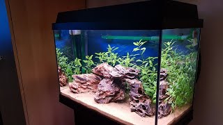 Juwel aquarium setup  week 3 [upl. by Slohcin33]