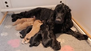 Cute Cocker Spaniel Puppies  One Hour Old [upl. by Franckot]