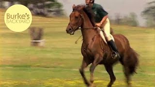 Burkes Backyard Irish Draught Horse Road Test [upl. by Yeclehc970]