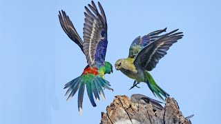 Red Rumped Parrot [upl. by Yerdna]