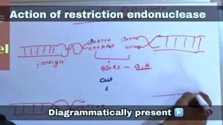 Action of restriction enzyme ll biology ll [upl. by Adnohser]