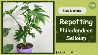 How to Repot a Philodendron House Plant  VERY Quick amp Easy Guide  Satisfying Plant Video [upl. by Yddeg]