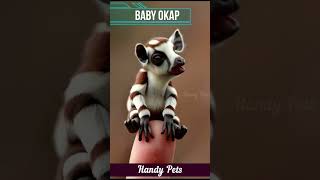 Small Baby 🍼 Okap shorts ytshorts trendingshorts viralshorts handypets [upl. by Adal]