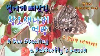 처음에는 사이좋게 나눠먹고 있었다  A Grumpy Bee Driving a Butterfly Out [upl. by Kelson958]